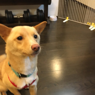 迷子犬マメちゃん捜索隊！謝礼5万円！ - 石巻市