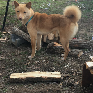 迷子犬マメちゃん捜索隊！謝礼5万円！ − 宮城県