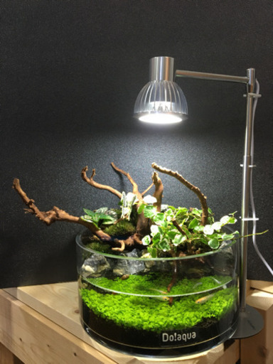 水草レイアウト完成品販売