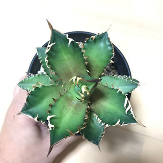 アガベ チタノタ レッドキャットウィーズル 美苗 裏棘あり 成長中✨