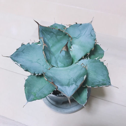 アガベ チタノタ ホワイトアイス 多肉植物