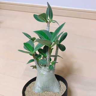 アデニウム アラビカム 人気 仁王立ち風✨