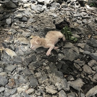 生まれたばかりの子猫2匹