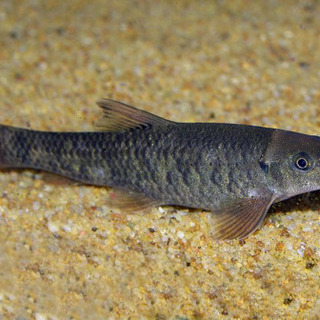 熱帯魚