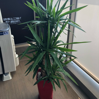 観葉植物 もらってください。