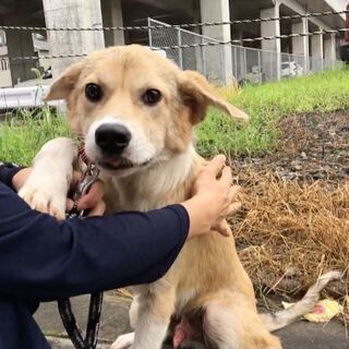 里親様決定！有り難うございました。