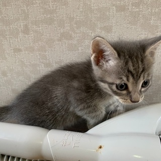 7月1日産まれの仔猫