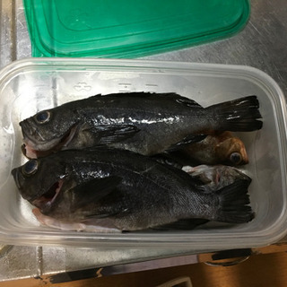 さぬき市、三木町、高松市釣り友募集 2019 − 香川県