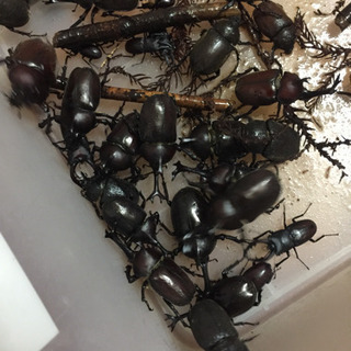 カブトムシなどの画像