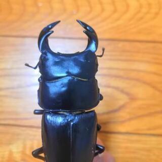 タイワンオオクワガタ　ペア売り　即ブリード可