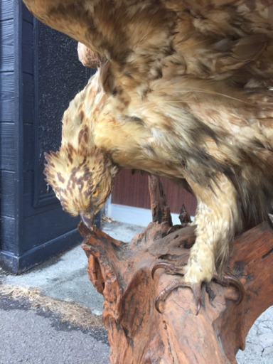 鷲 鷹 はく製  剥製