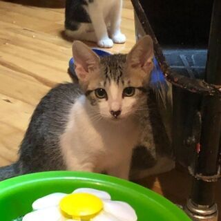 里親募集