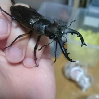 ミヤマクワガタ中型♂5匹セット