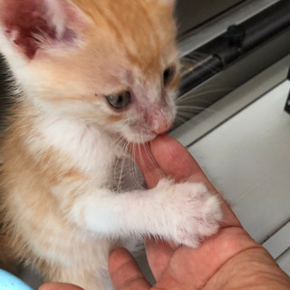 仔猫1カ月半の茶トラの男の子