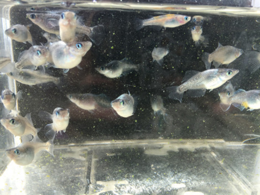 ☆改良メダカ☆禅☆ペア☆