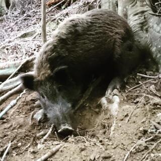 紀州鉱物委員会 − 和歌山県