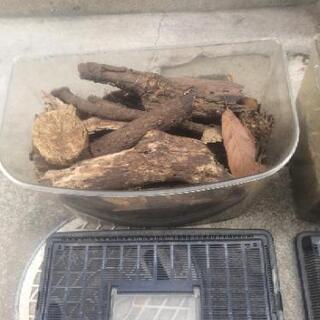 カブトムシ飼育セット