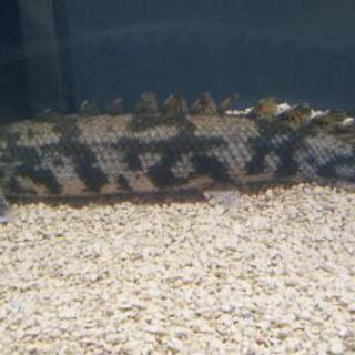 商談中 ポリプテルスエンドリケリー     プレコ各種の画像