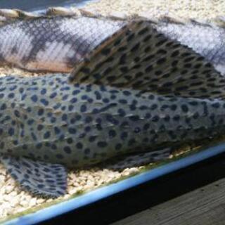 商談中 ポリプテルスエンドリケリー     プレコ各種の画像