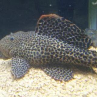 商談中 ポリプテルスエンドリケリー     プレコ各種の画像