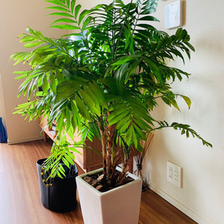 植物の植え替え致します。の画像