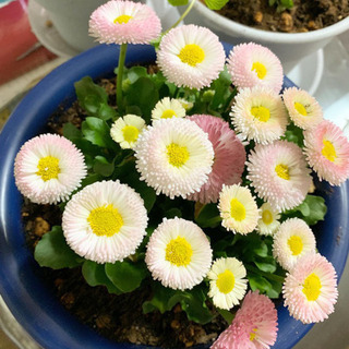 植物の植え替え致します。の画像