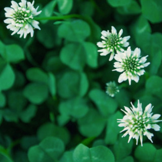 植物の植え替え致します。の画像