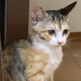 里親さん募集です