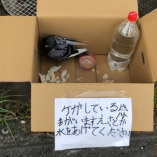 ケガをして飛べないハトがいます。誰か助けて下さい。