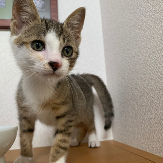 【急募】保護猫ちゃんを可愛がってくださる飼い主様☆