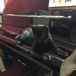 黒猫子猫里親さん募集
