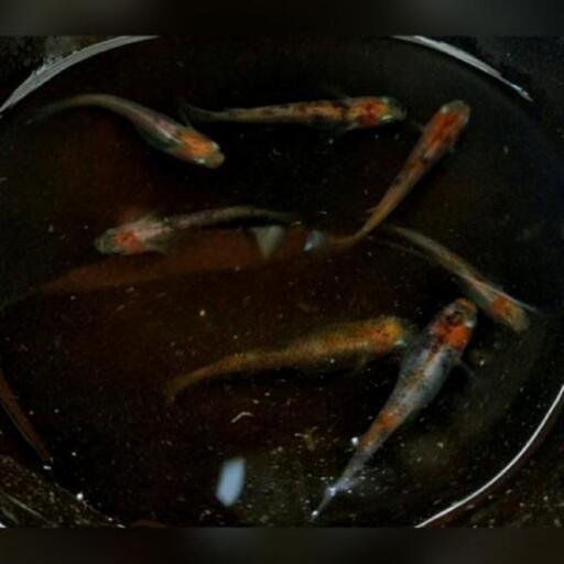 メダカの有精卵いっぱい