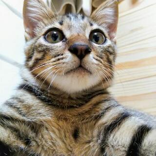おめめパッチリな男の子