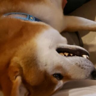 犬友さん
