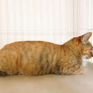 穏やかで優しい☺️♀麦わら猫 里親募集 関西 和歌山 − 和歌山県