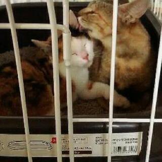 穏やかで優しい☺️♀麦わら猫 里親募集 関西 和歌山 - 猫