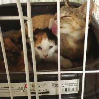 穏やかで優しい☺️♀麦わら猫 里親募集 関西 和歌山 - 里親募集