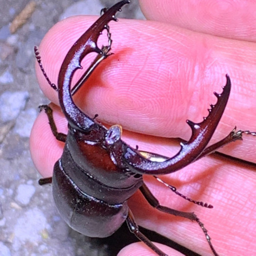 昆虫採集案内します カブトムシ クワガタ (kazuki006) 船橋の