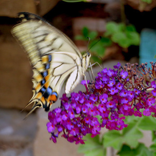 ブッドレアの香り花15cmポット　香りが最高です！の画像