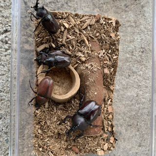 カブトムシ・オスメスセット