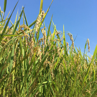 🌾完売御礼🌾令和元年産🌾あきたこまち🌾玄米30kg🌾の画像