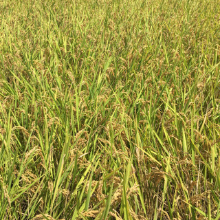 🌾完売御礼🌾令和元年産🌾あきたこまち🌾玄米30kg🌾の画像