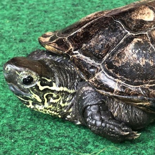 目がくりくりと可愛い「クサガメ」です！ - その他