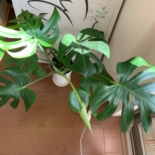 モンステラ 中