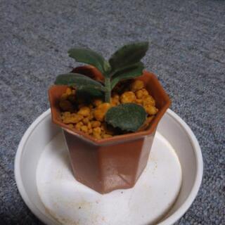 ミロッティ🌱の画像