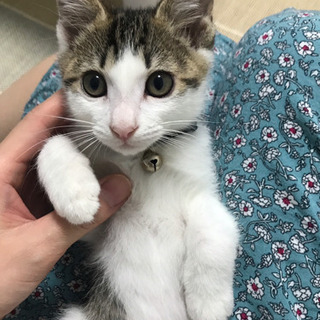 2ヶ月子猫 男の子(一時中断)