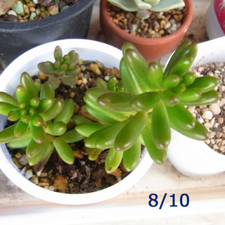 多肉植物・セダム・虹の玉の子株