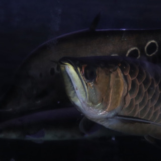 熱帯魚出張買取致します！