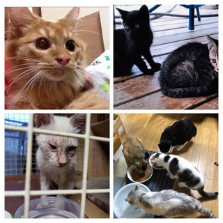 猫/キャットフードや砂、猫用品譲ってください