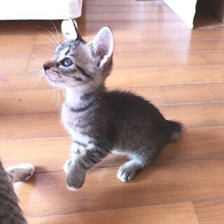 生後１ヶ月半の４姉妹😺キジ模様のショートソックスちゃん💕